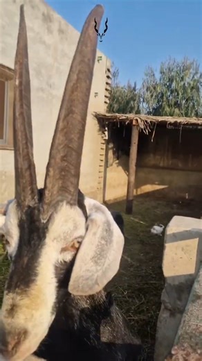 A Goat with Deer-Like Horns? You Won’t Believe This! 🐐😳 #shorts #viral #countrylife