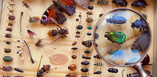 How many species on Earth? Why that’s a simple question but hard to answer