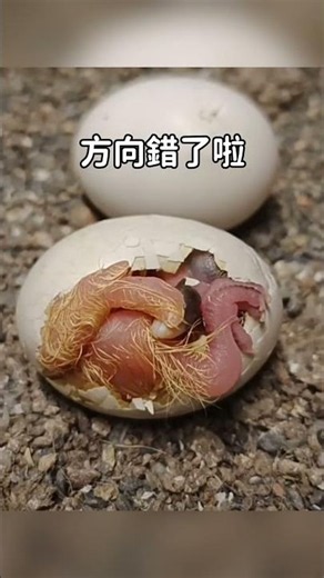 這隻小鴿子出殼時方向跟人家不一樣，同手同腳單邊游泳划半天 #養鴿人生 #觀察日記