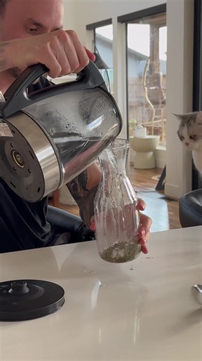 How to Use Catnip Safely for a Great Play Session with Your Cats