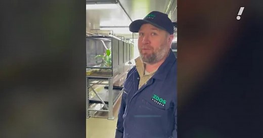 Inside Melbourne Zoo's rare frog breeding facility