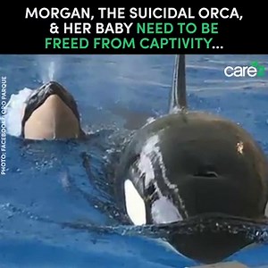 Morgan the suicidal orca who has been held in captivity since 2010 just had a baby. The sad part is that she has been forced to breed way too young - either by artificial insemination or older male orcas impregnated her. Now Morgan and her newborn baby are doomed to a life of depression and captivity unless we free them! Sign the petition to demand that this beautiful orca and her baby are set free so they can live in the wild with their family! | Care2