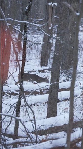 The Shot Big Buck PA Public Land 2024 | Part 3 #deerhunting