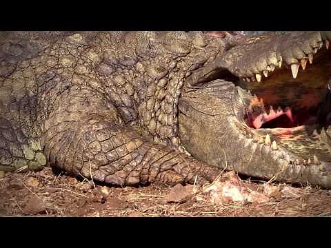 Kendall Jones Crocodile Hunt in South Africa Summer 2016