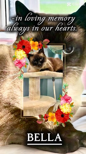 The Ruff Life feels a little quieter today. We had to say goodbye to our beloved Bella - the queen of the counter, greeter of guests, and professional napper extraordinaire. 🐱 💔 She made everyone who stopped by feel at home and always found a way to make us smile (usually from her favorite sunny spot). Thank you to everyone who loved her over the years. Rest easy, sweet Bella — The Ruff Life won't be the same without you. 💕 🌈 | The Ruff Life Resort-Russellville