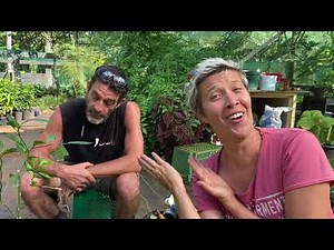 How to graft citrus trees 🍋🍊🍈