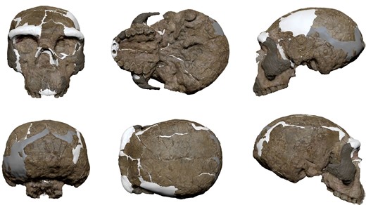 Million-year-old skull found in China may rewrite human evolution