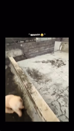 Mew4t | This video captures a split-second moment of a bird taking off from a ledge, and the motion blur perfectly illustrates real facts about... | Instagram