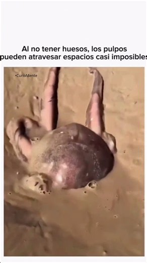 ¿Cómo puede un pulpo pasar por espacios tan pequeños? 🐙😳 #Pulpos #Océano #Biología #Curiosidades