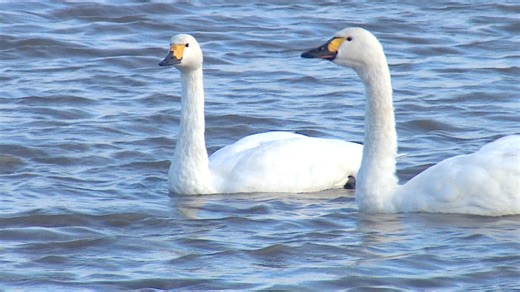 Bewick's swans return to Slimbridge amid decline