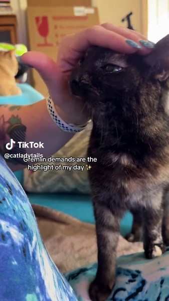 Understanding Tortitude: Deciphering Cat Communication 🐱