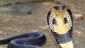 274K views · 522 reactions | Here's what happens when you get bitten by a cobra. | Insider Science | Facebook