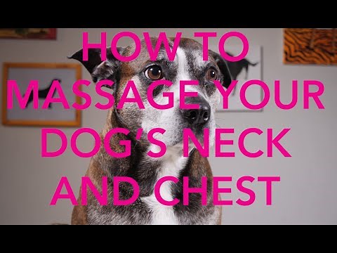 How To Massage Your Dog's Neck and Chest