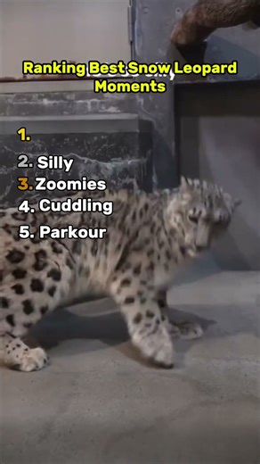 Best Snow Leopard Moments
