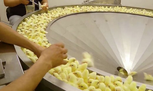 The Unbelievable Life of Baby Chicks