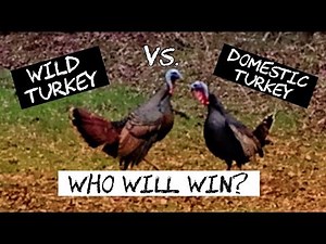 Wild Turkey vs. Domestic Turkey - Who Wins This Backyard Turkey Fight?