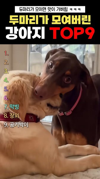 두마리가 모여버린 강아지 TOP9