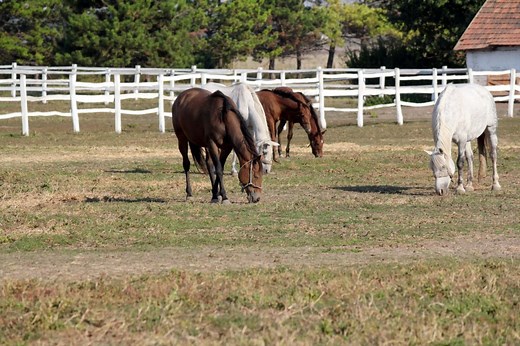 Why Horses Eat Dirt And How To Address It: Mystery Solved!