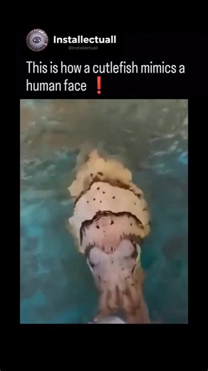 installectuall♤ on Instagram: "An extraordinary moment underwater as a cuttlefish mirrors the contours of a human face with uncanny precision. This rare display of dynamic camouflage shows how fast its skin can shift patterns, textures, and tones in real time. A brief encounter, but a remarkable example of cephalopod intelligence and adaptive biology #Cuttlefish #Cephalopod #OceanMysteries #MarineLife #WildlifeReels #UnderwaterWorld #ScienceReels #NatureFact #AnimalBehavior #DeepSeaDiscoveries #
