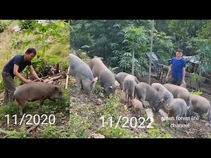 From a wild pig. Now I have more than 30 wild pigs. Green forest life