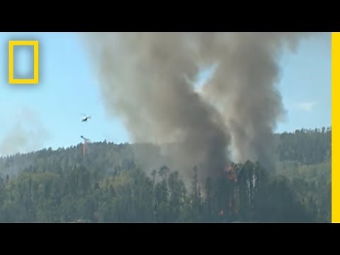 Burning Trees to Save Trees | National Geographic