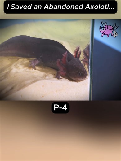 I Saved an Abandoned Axolotl...