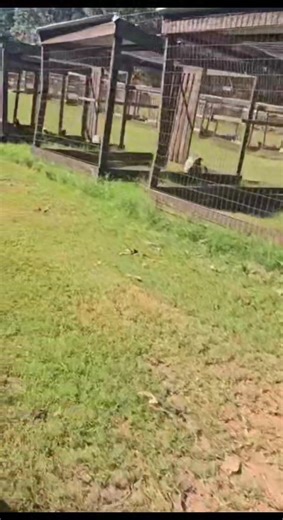 You all have the ability to create a family that will survive a 100yrs. It’s just that only a few will be willing to put in the work to make it possible. Would that few include you? | Puckett's game farm