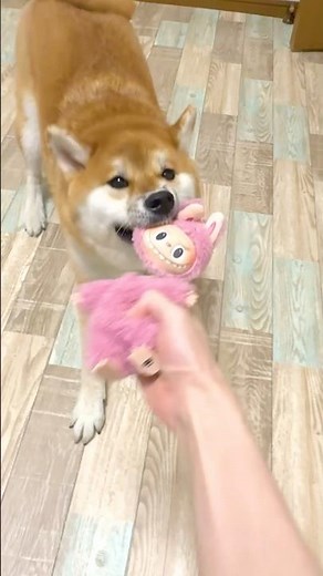 Koma-chan the Shiba Inu destroying a Lovebu. #shorts