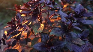 Purple basil plant growing in home garden. Fresh leaves of Genovese herb. Can be used in quality medicine, cooking spices. Also known as Holy Tulsi
