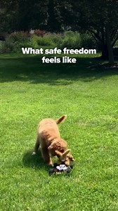 You’ve already looked into an Invisible Fence® Brand solution. Now imagine the freedom: your pet playing safely, exploring confidently, and staying where they belong. We can help make it happen. | Invisible Fence Brand