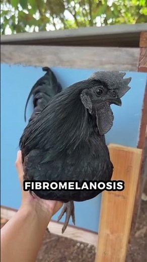 Ayam Cemani: Indonesia’s All-Black Chicken, Even the Meat and Bones Are Black 🐓