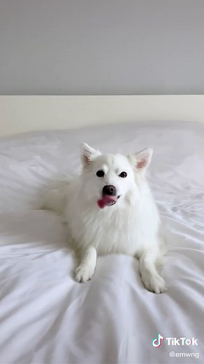 Kokoro: World's Fastest Rapping Dog