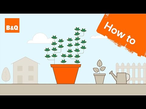 How to grow thyme