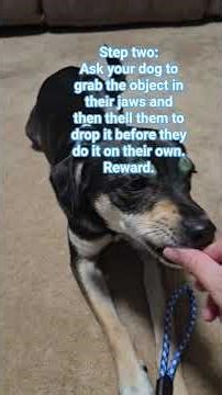 Dog holding objects training tutorial #servicedogintraining #training #rescuedog