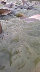 3.4M views · 9.8K reactions | অল্প পানিতে মাছের সমাহার  #foryoupageシforyou #rellsfacebook #foryourpage #fishworld #village #fishing #fishingtrip #fishingislife #fishinglife #fishingaddict #fish #fishingdaily | Unity Farm | Facebook