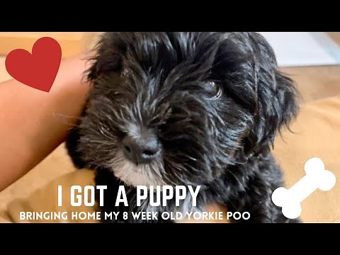 I GOT A PUPPY | BRINGING HOME MY 8 WEEK OLD YORKIE POO
