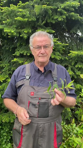 Gardening Tips: How to Take Plant Cuttings for Propagation