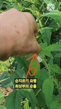 참깨 다수확의 핵심 요소인 씨앗 파종, 솎아주기, 순지르기 작업 챙겨보기!#주말농장 #주말농부 #농사꾼 #텃밭농부 #텃밭농사 #텃밭가꾸기 #참깨 #베란다텃밭 #텃밭가꾸기 #도시농부