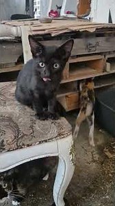 나~난 난~나? 띠리~리리리 고양이 🐱 가족 = 모하고~있나? 2026년 08월 22일 (토) 나의 이야기들 (2026년 08월 27일 (목) 검돌이= 물 💦웅덩이에 빠져 익사함.