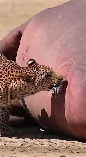 Leopard vs. Exploding Hippo! 😱🤯 #shorts #explosion #natureismetal