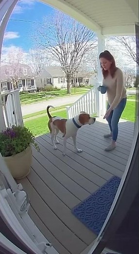 Caught on Camera: Dog Chases Squirrel, Looks Guilty!