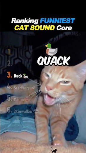 Ranking FUNNIEST Cat Sound Core! 🐱🔊