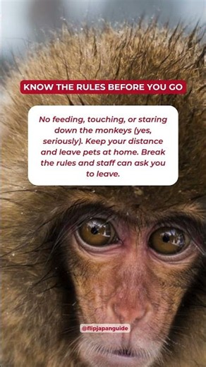 Planning a trip to see the famous snow monkeys? We have a major update! 🐒❄️