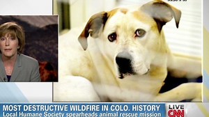 Helping pets on the run from wildfires