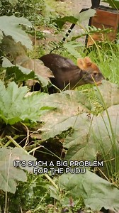 Pudu the tiniest deer ever seen! | Animalogic