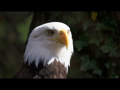 Bringing Bald Eagles Back: The Museum's Story