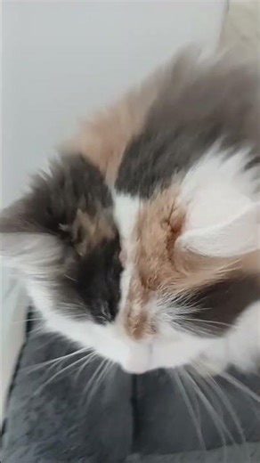 Le magnifique saut de Java