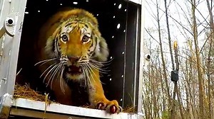 絶滅危惧のアムールトラ、ロシアの森林に戻され - BBCニュース
