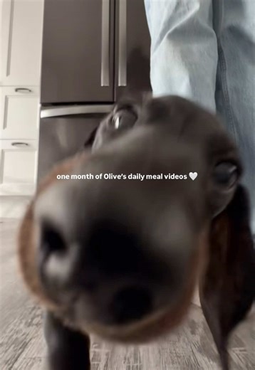 It’s been one month of posting Olive’s daily meals. Since then, so many new faces have joined us. You’ve watched her grow, tuned in every day, and somehow made her little meal preps feel like a tiny community. Thank you for loving her the way we do 🤍 #dachshund #dachshundpuppy #newpuppy #mealprep #dachshundsoftiktok