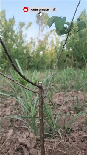 apricot tree pruning#pruning #apricottree #farming #satisfying